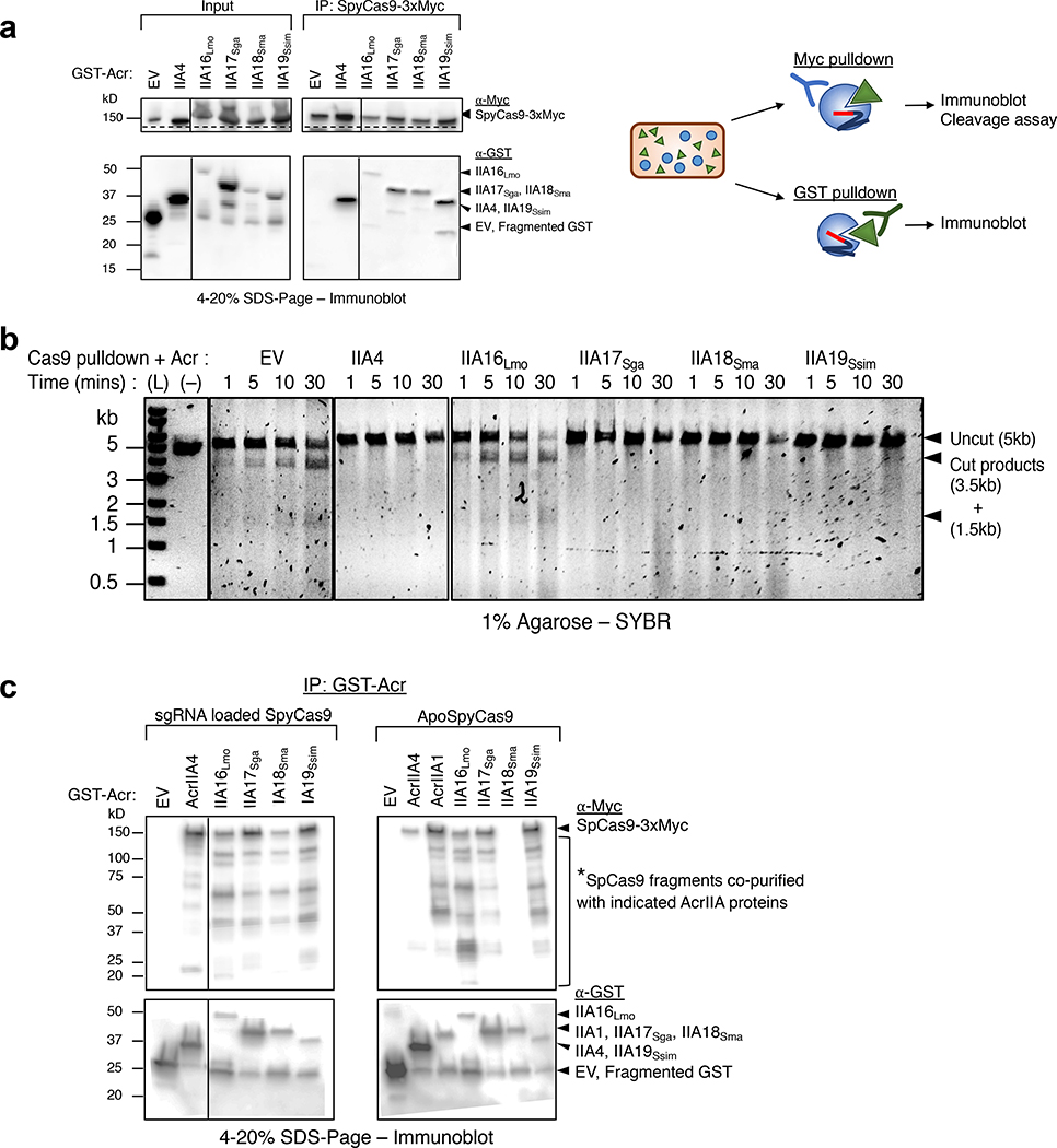 Fig. 4|