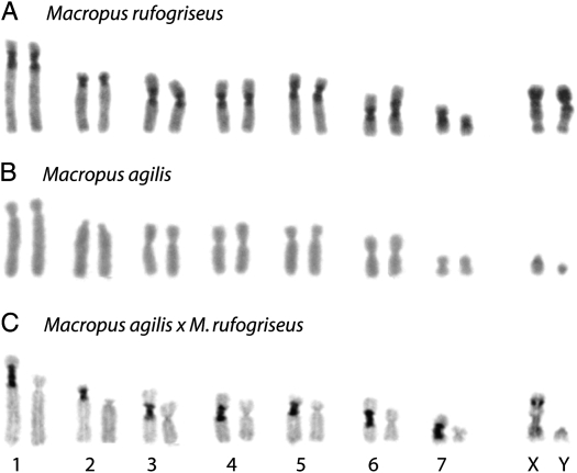 Figure 1.—