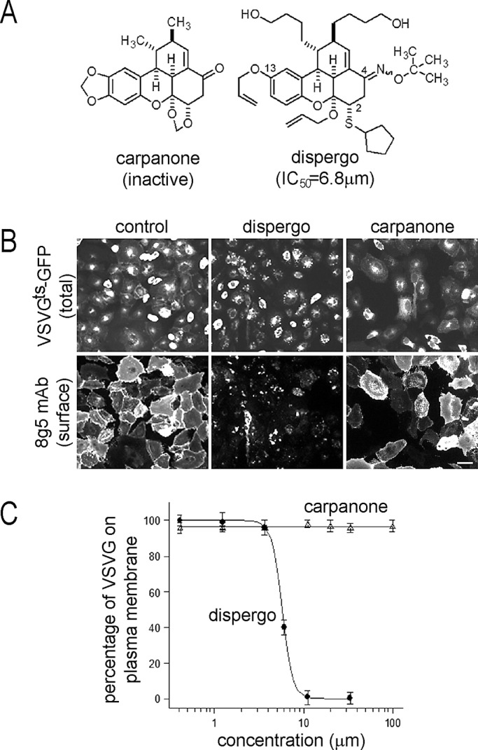 FIGURE 1: