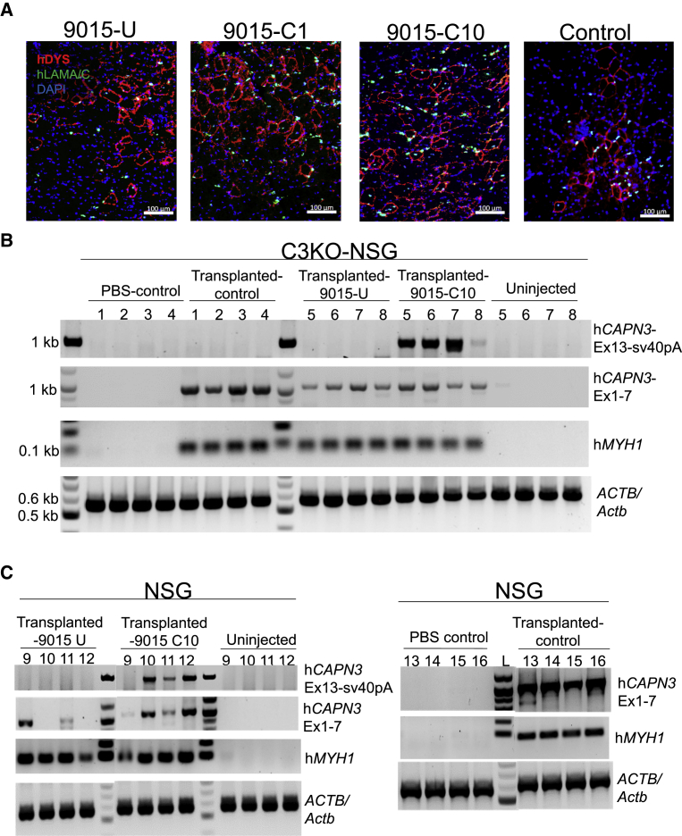 Figure 4