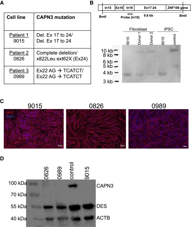 Figure 1