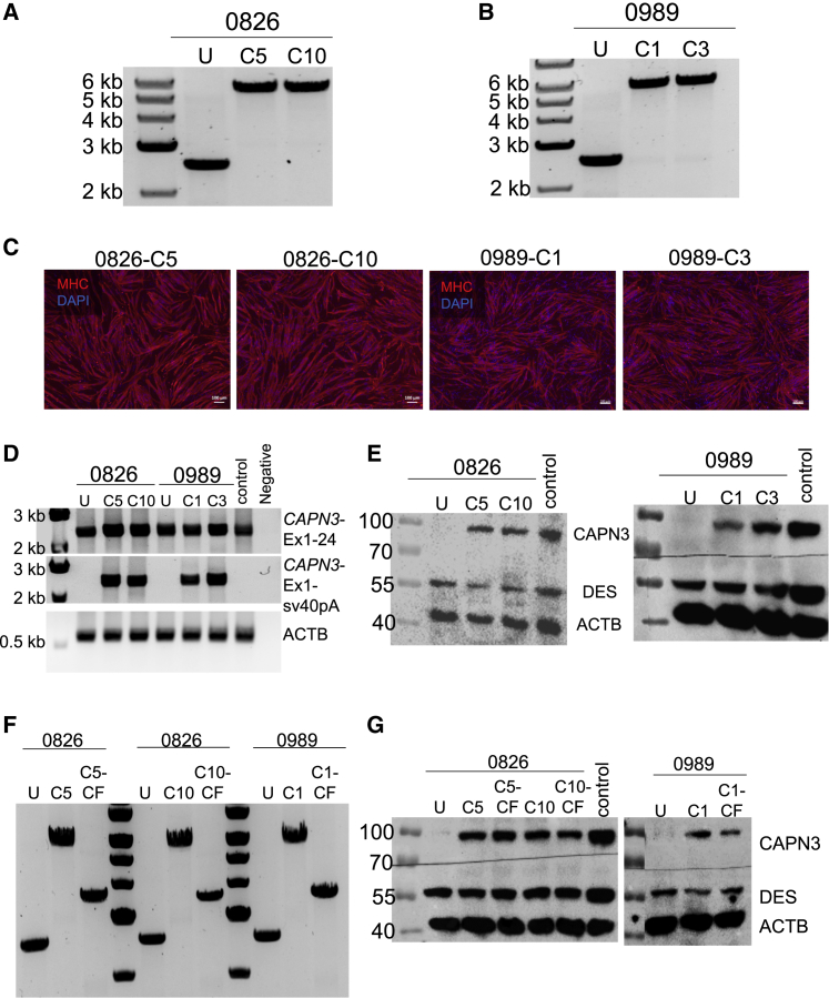 Figure 3