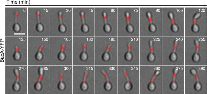 Figure 4—figure supplement 2.