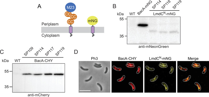 Figure 10—figure supplement 4.