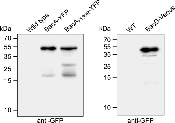 Figure 4—figure supplement 1.