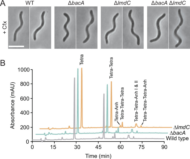 Figure 10—figure supplement 1.