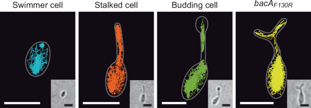 Figure 6—figure supplement 1.