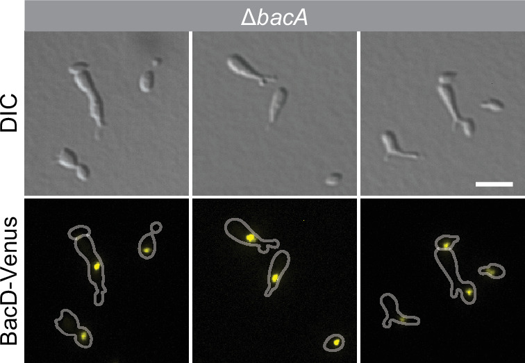 Figure 4—figure supplement 5.