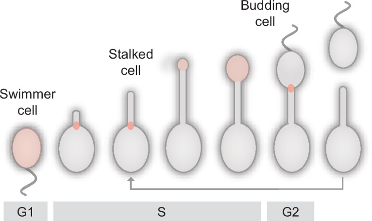 Figure 1—figure supplement 1.