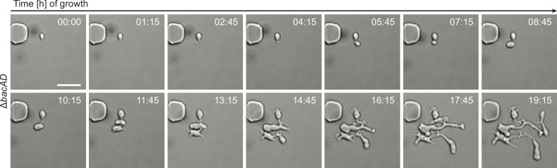 Figure 2—figure supplement 1.