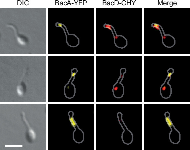 Figure 4—figure supplement 4.