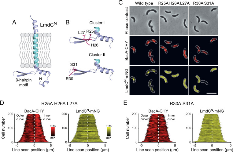 Figure 11.