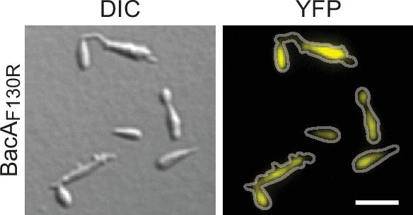 Figure 4—figure supplement 6.