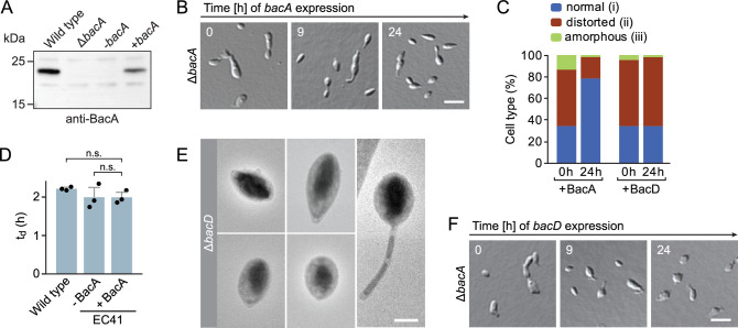 Figure 1—figure supplement 2.