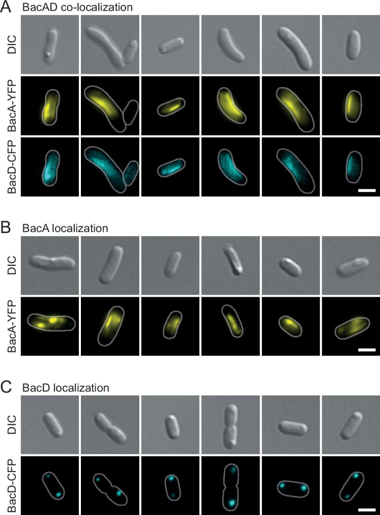 Figure 3—figure supplement 1.