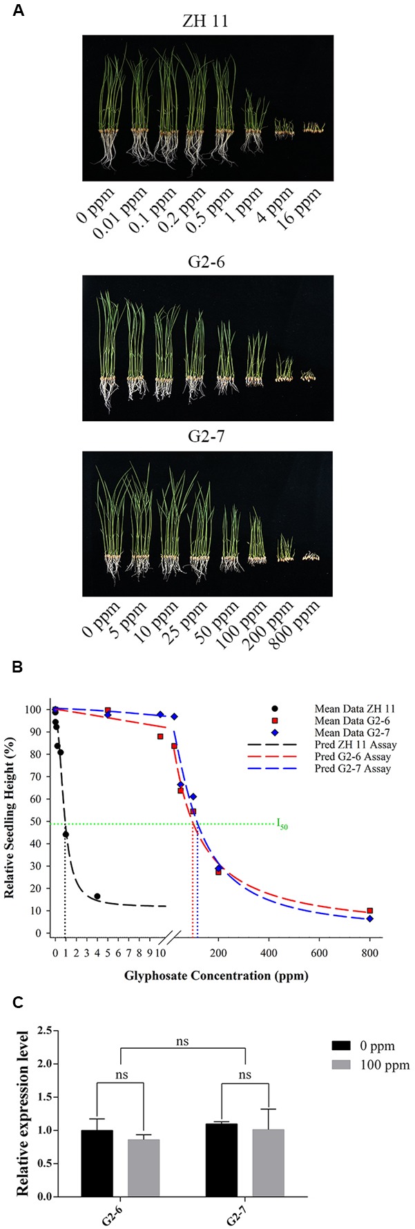 FIGURE 4