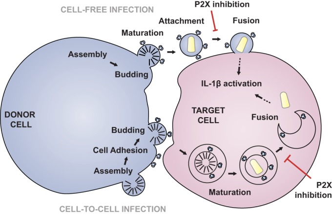 FIG 6