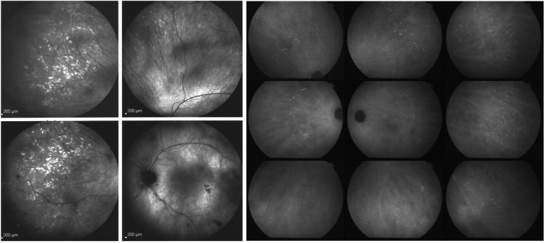 Fig. 5