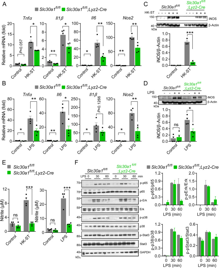 Figure 5—figure supplement 1.