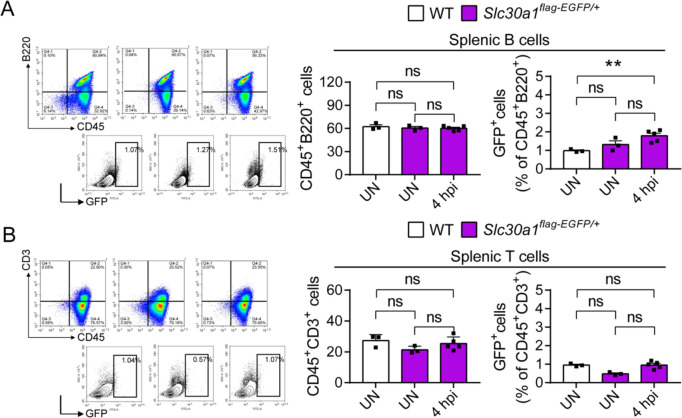 Figure 3—figure supplement 1.