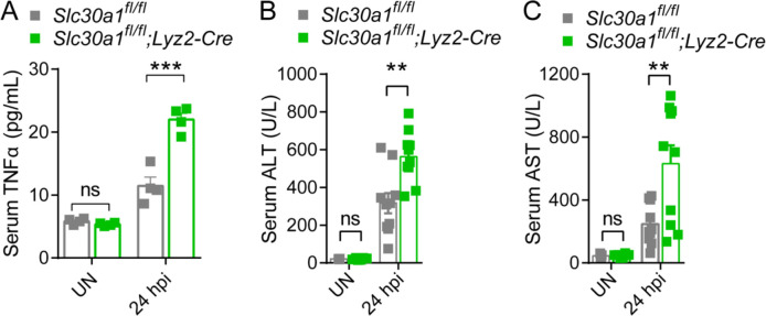 Figure 4—figure supplement 1.