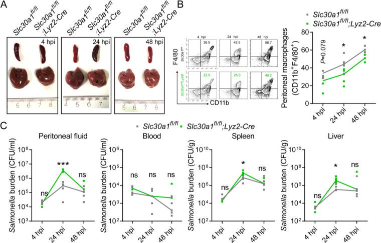 Figure 4—figure supplement 2.