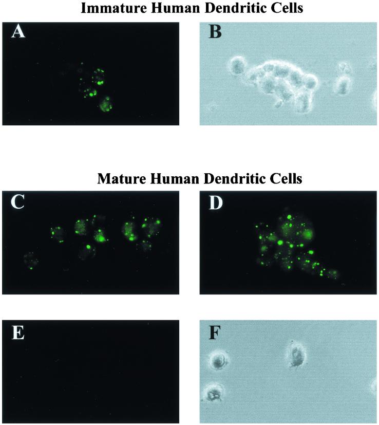 FIG. 8.