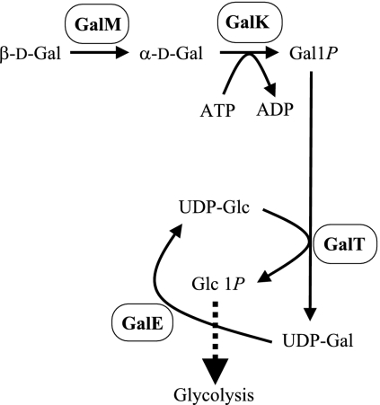 FIG. 2.