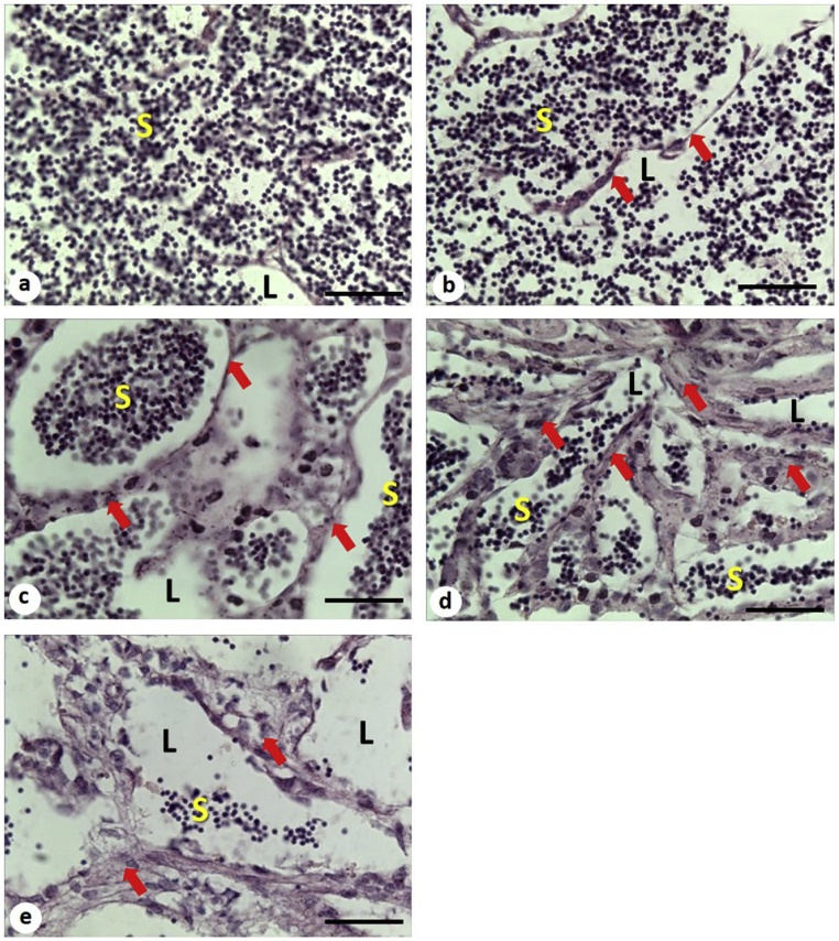 Fig. 8