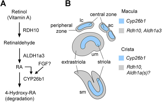 Fig. 9.