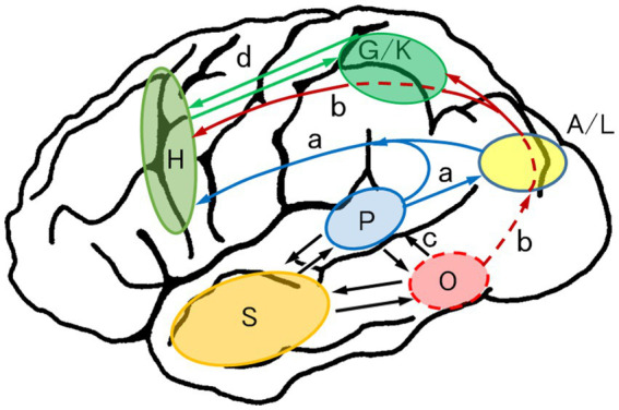 Diagram of a brain with labeled regions and colored connections. Regions include H, G/K, P, A/L, S, and O, each in different colors. Arrows indicate pathways labeled with letters a, b, c, and d.