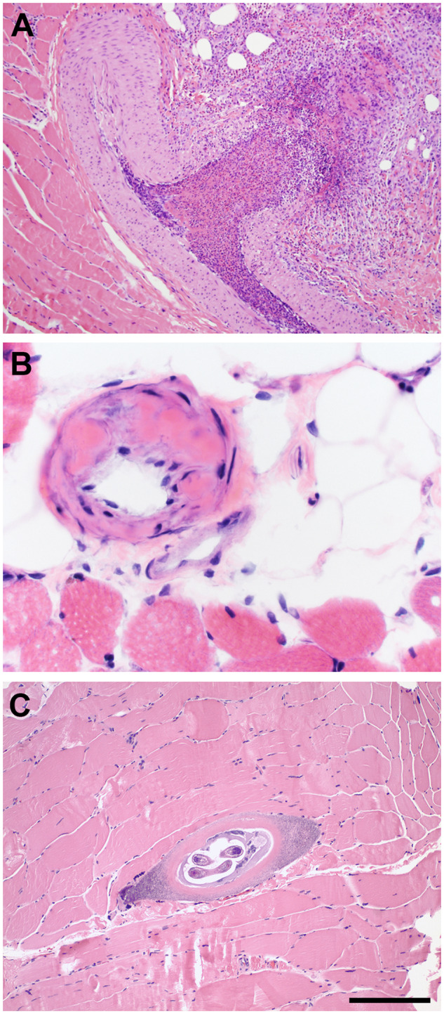 FIGURE 4.