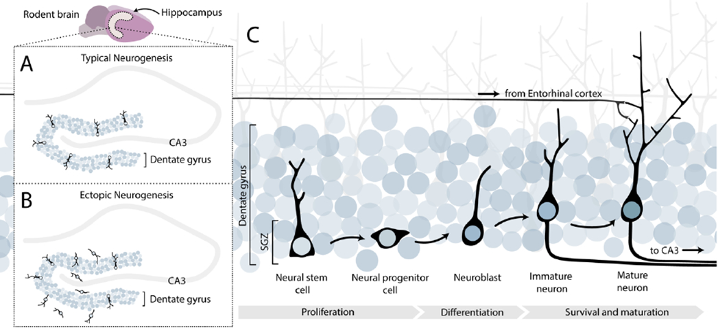 Figure 1: