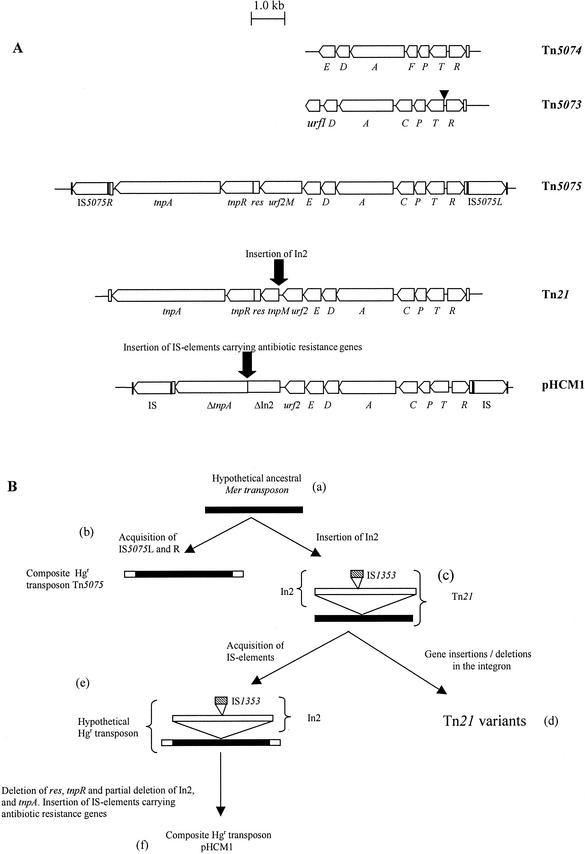 FIG.1.