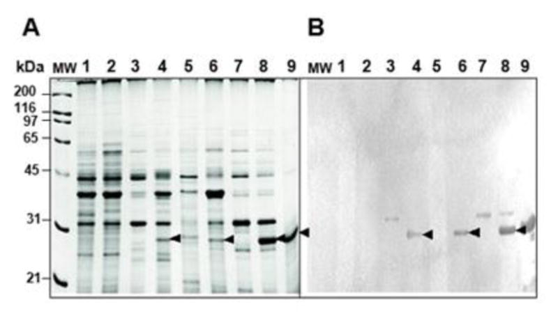 Fig. 9