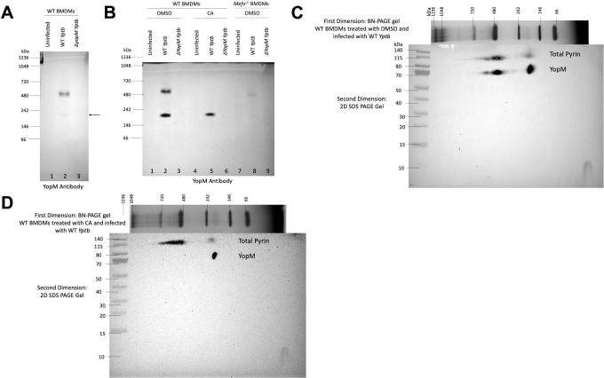 Fig 5