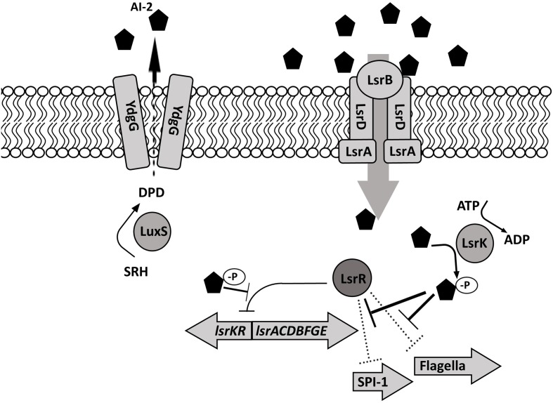 FIGURE 2