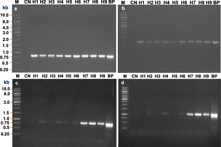 Fig. 5