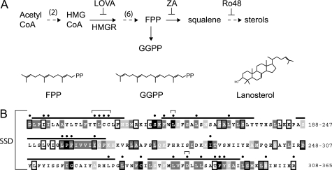 FIGURE 1.