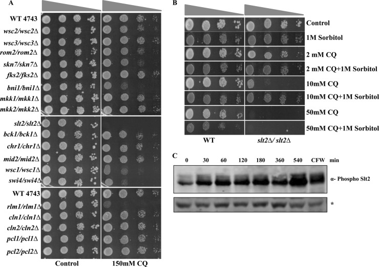 FIG 6