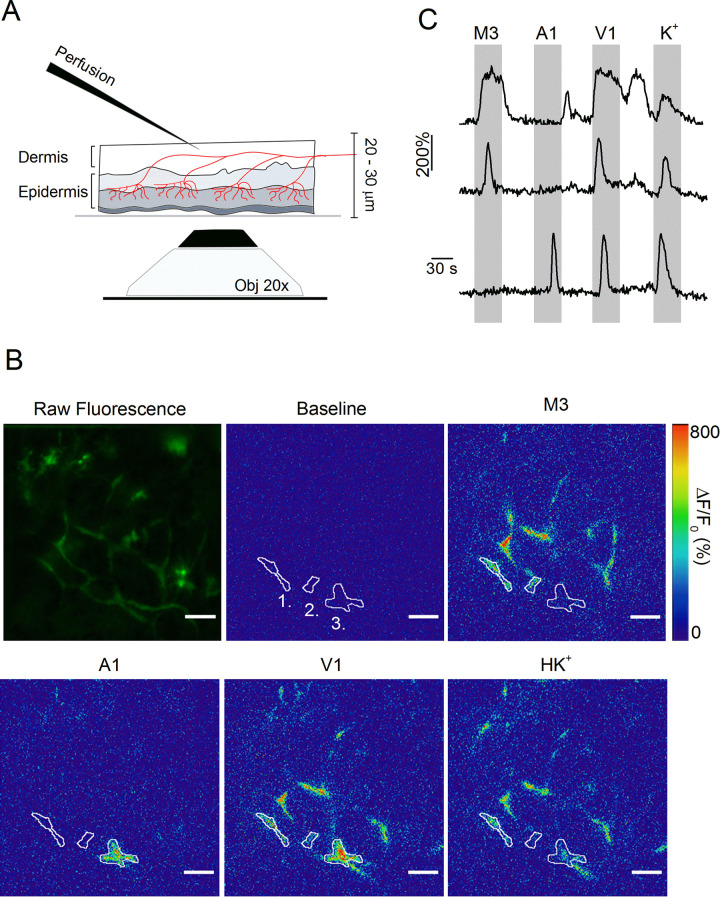 Figure 3.