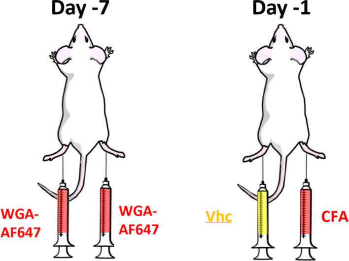 Figure 1—figure supplement 1.