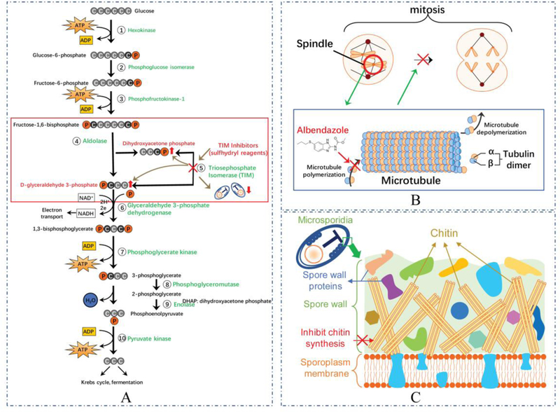 Therapeutic targets for the treatment of microsporidiosis in humans - PMC