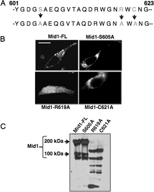 Fig 5