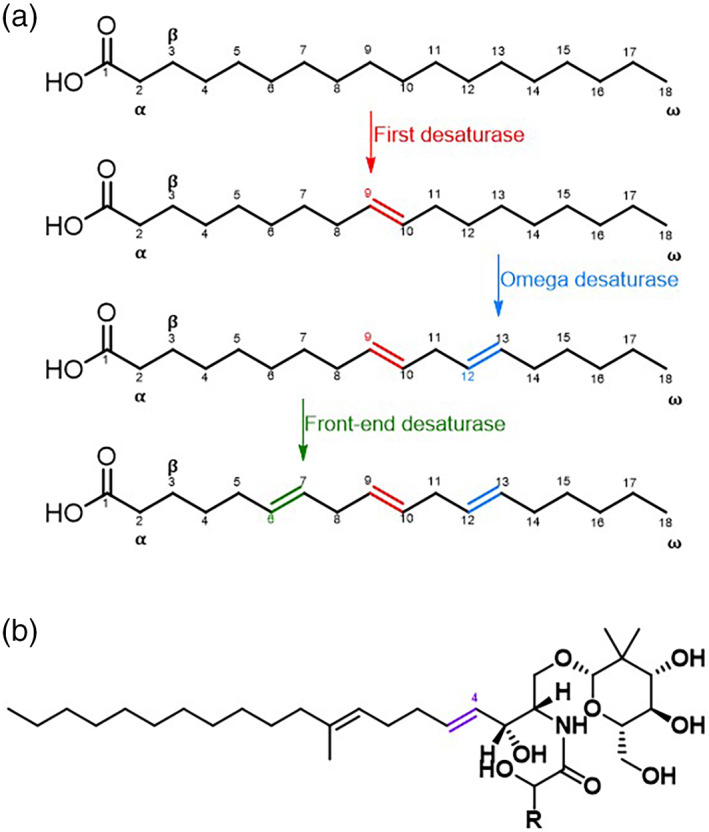 Desaturases: Structural and mechanistic insights into the biosynthesis ...