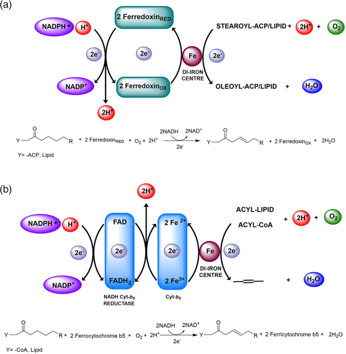 Desaturases: Structural and mechanistic insights into the biosynthesis ...