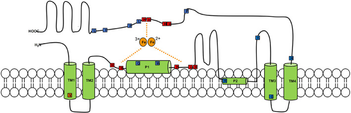 FIGURE 5