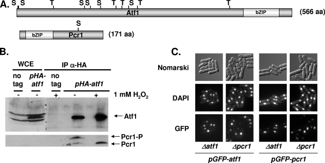 FIG. 1.