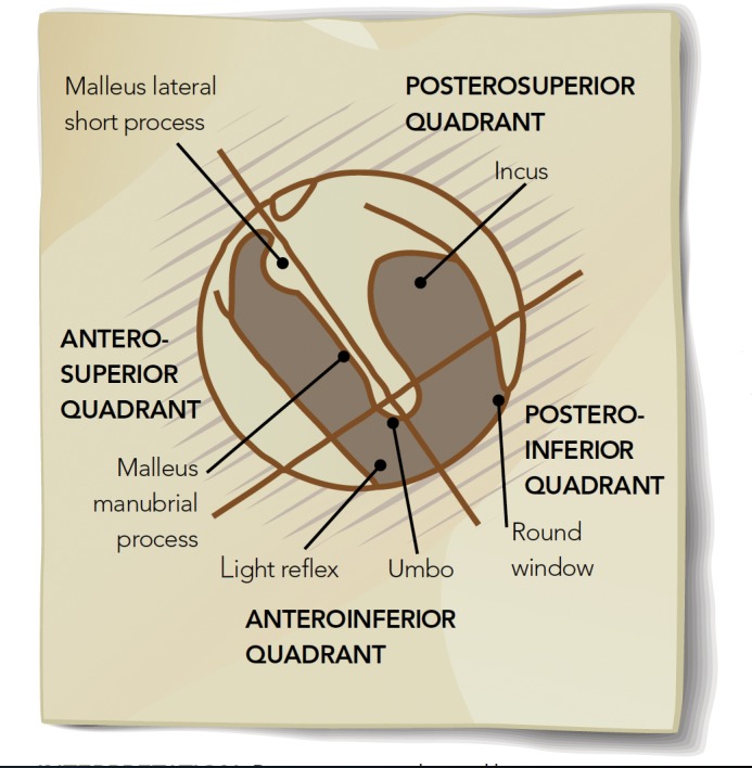 graphic file with name 962fig1.jpg