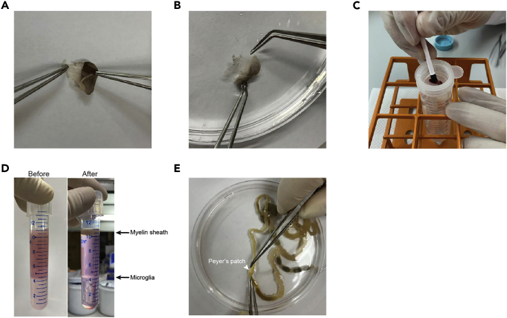 Figure 1